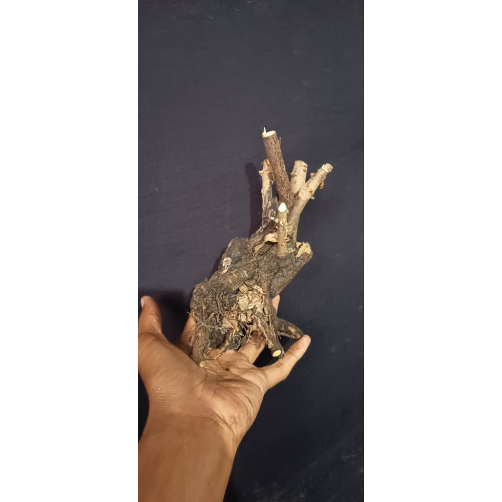 bonsai bahan mustam fresh