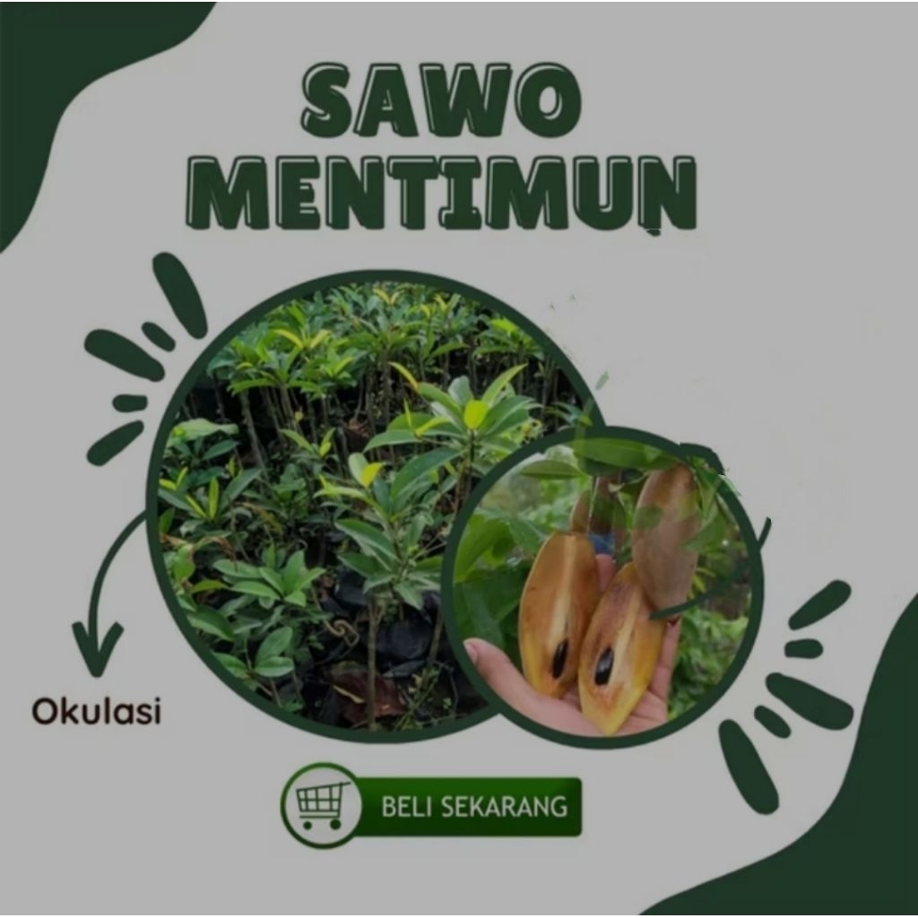 bibit sawo mentimun okulasi bibit sawo mentimun jumbo