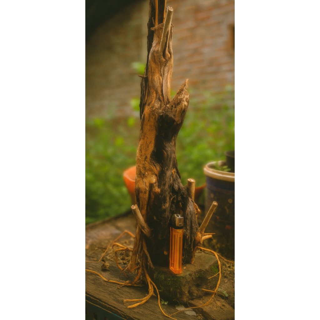 Bahan bonsai sisir/kaliage keringan