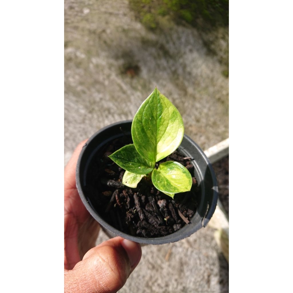 anthurium jemani varigata silangan black