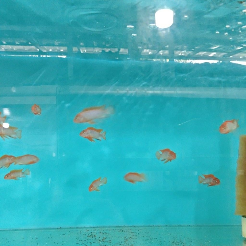 cichlid labidochromis Red top hongi