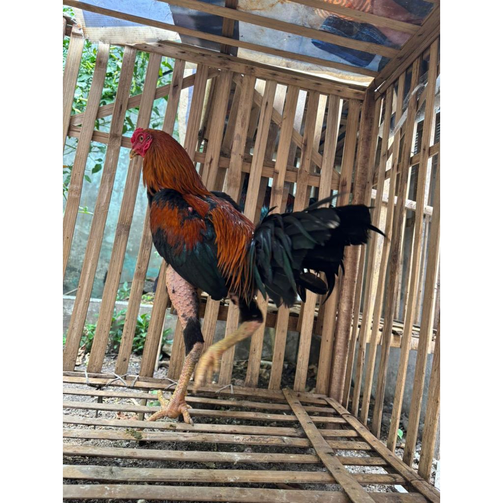 ayam bangkok hidup usia 6-7 bulan