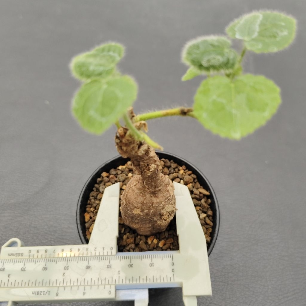 Tanaman Caudex Ampellocissus martini