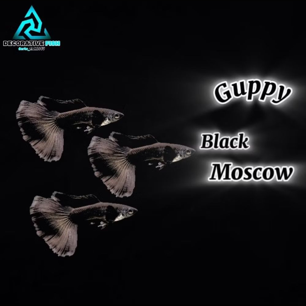 Hiasan Aquarium Guppy Black Moscow Ribbon