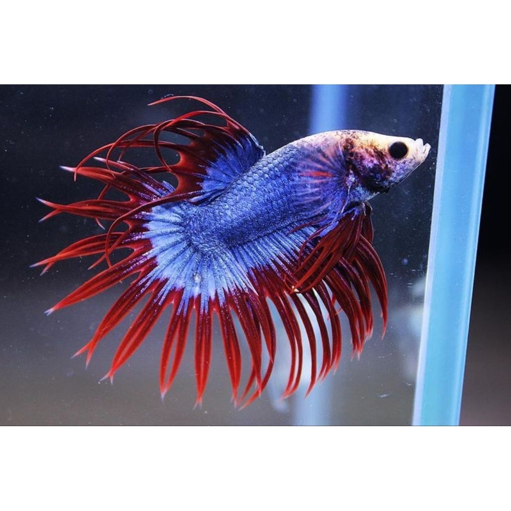 (PROMO) Cupang CT Crowntail Serit Warna MASCOT LAVENDER SizeM+