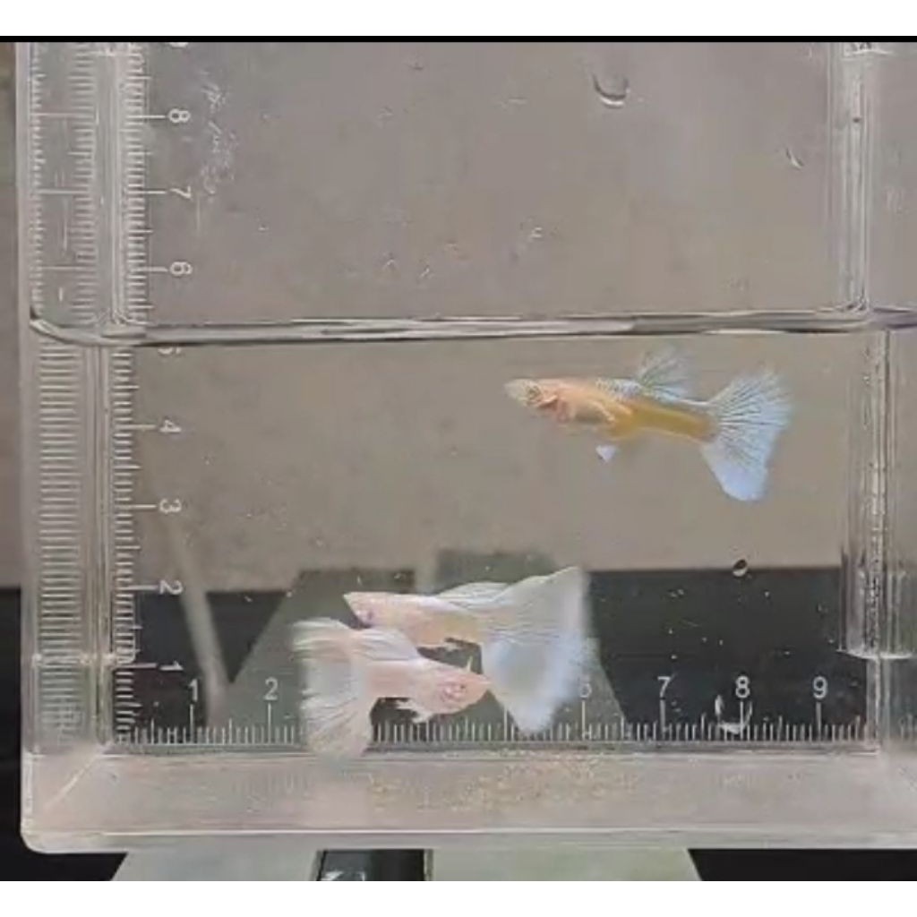 pewangi albino full platinum