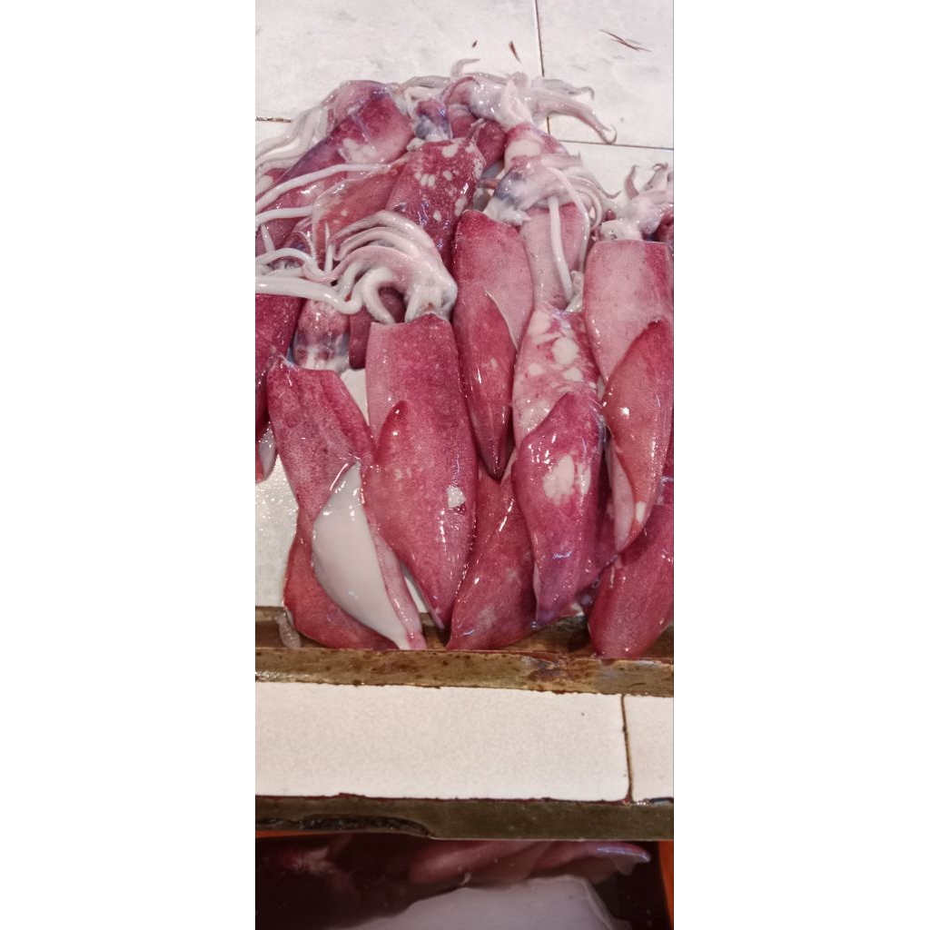 Cumi Cumi Jumbo Segar Bukan Frozen