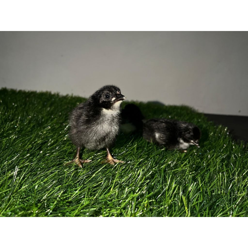 DOC Black Permud anak ayam BP3