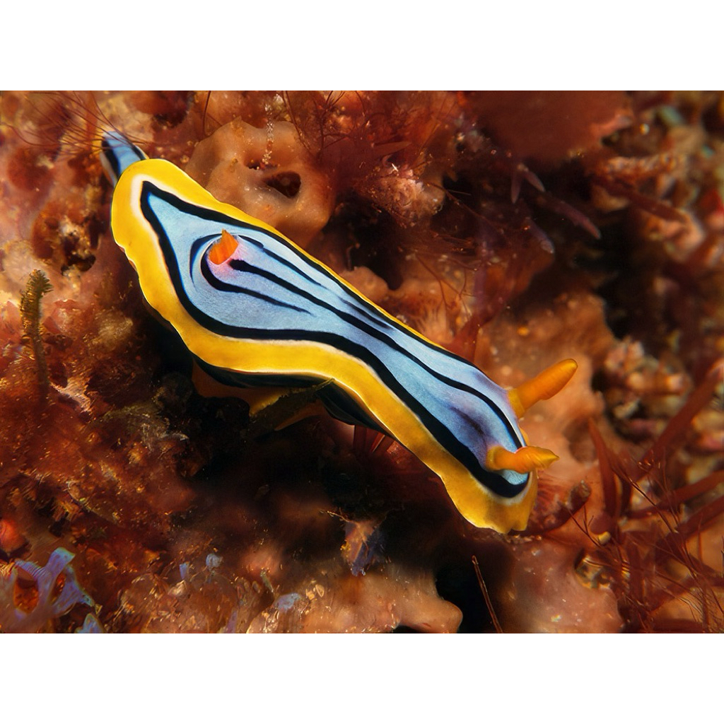 lintah pelangi rainbow sea slug air laut