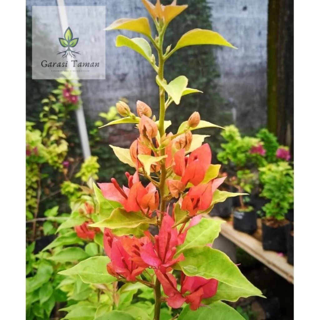 Bougenville ekor musang merah _bunga Bougenville musang bunga merah