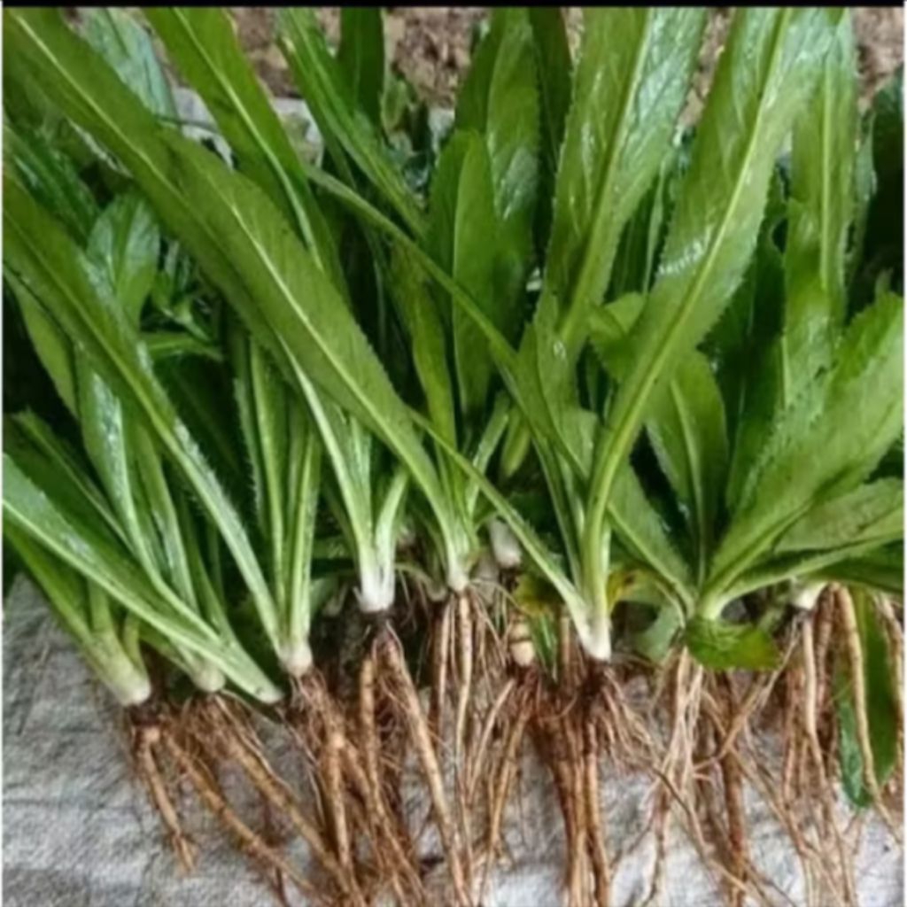 Daun Walang Sangit 1 kg - Bibit Walang Sangit Segar