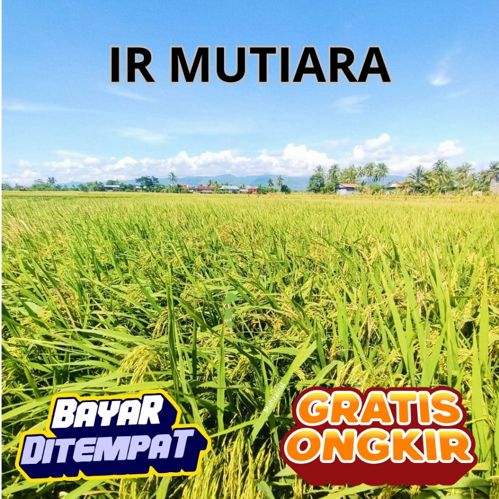 Benih Padi IR Mutiara 10kg kualitas unggul