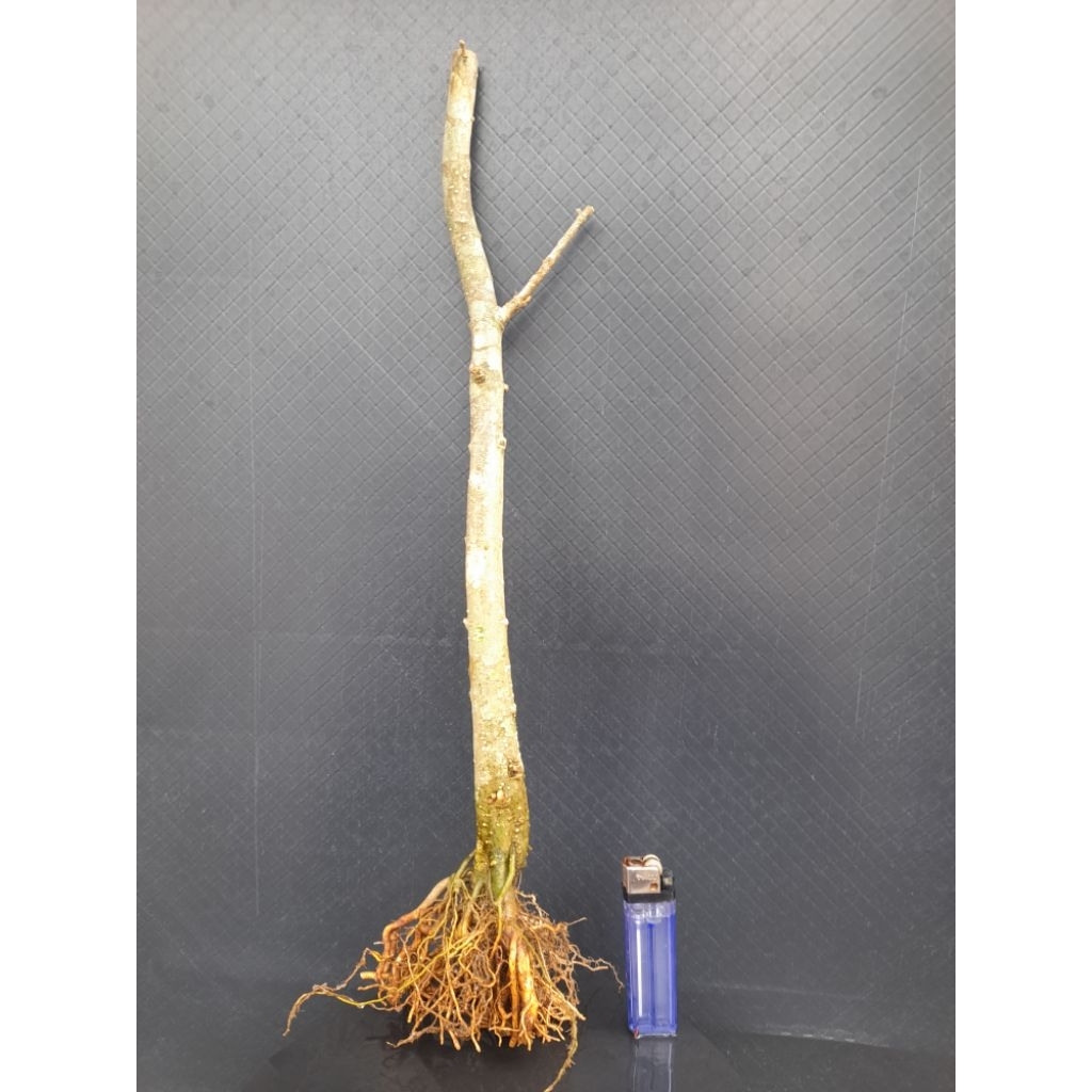 Bahan Bonsai Anting Putri Gaya Formal Akar Natural Medium Size Real Pict