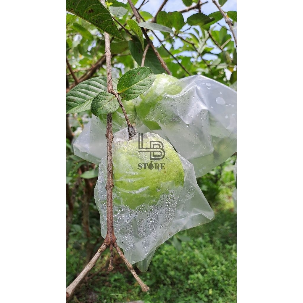 jambu kristal manis dan renyah asli kebumen 1kg