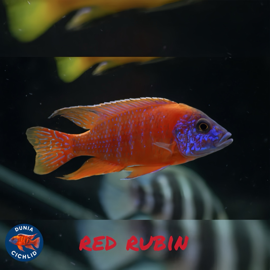 African Cichlid Red Rubin