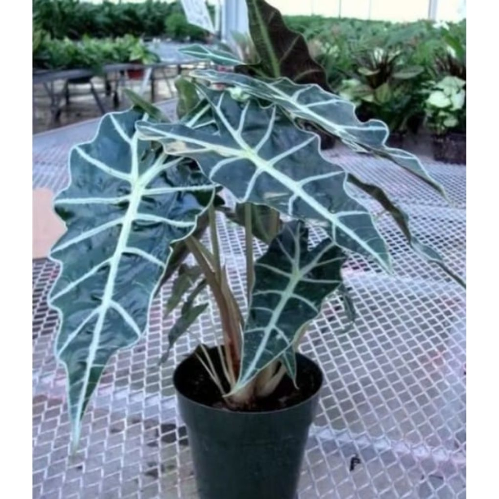 tanaman hias hidup keladi tengkorak langka