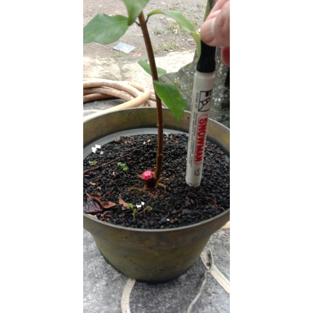 Bahan bonsai anting putri