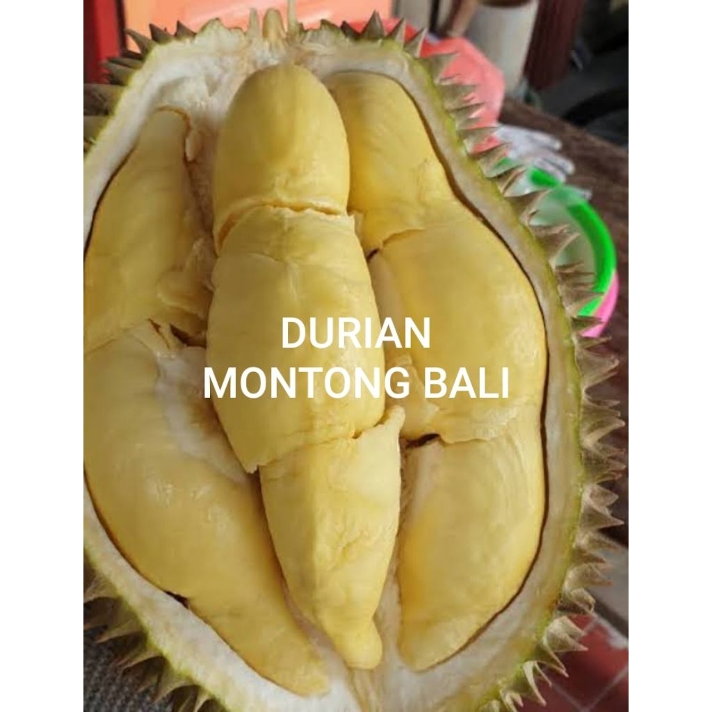 PROMO BUAH DURIAN MONTONG BALI FRESH UTUH FRESH HARGA PER KG