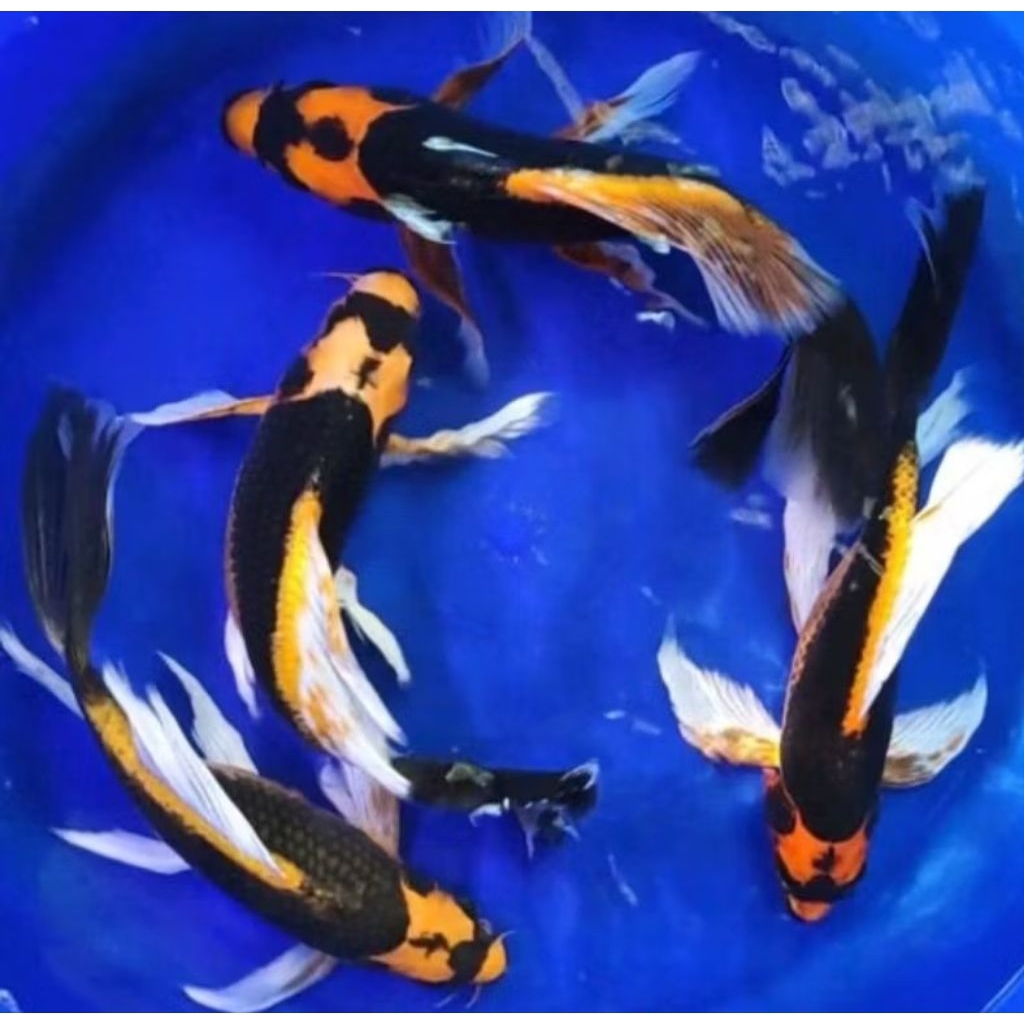 koi slyer Kabuto Naruto dekorasi Akuarium