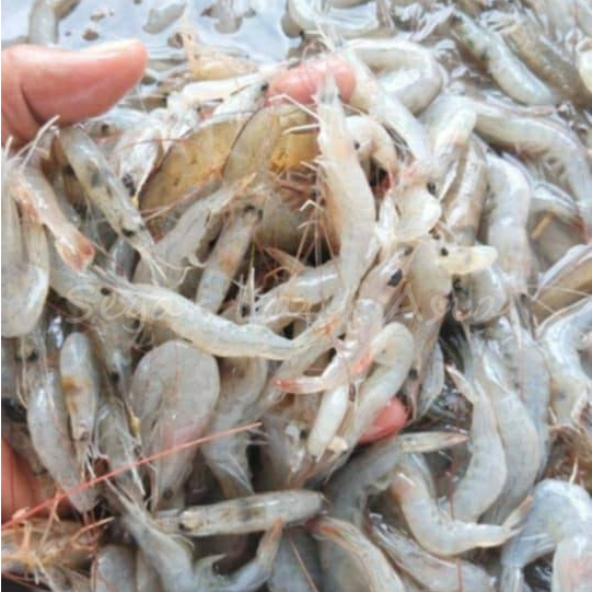 Udang Segar Udang 1Kg Udang Kecil Udang Peyek Udang Sayur Udang Laut Seafood Udang Basah Segar