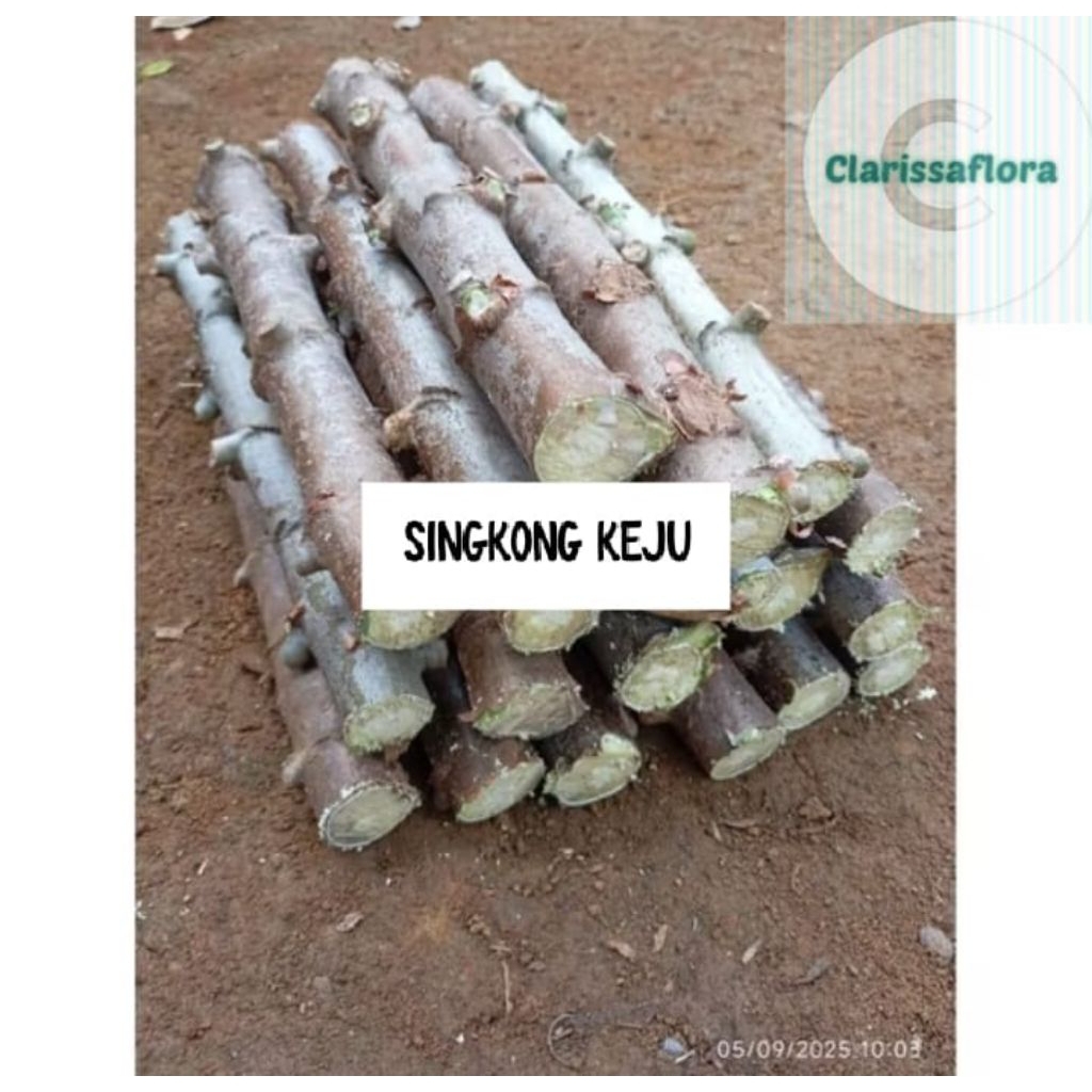PAKET 10 POHON BATANG SINGKONG KEJU / TANAMAN SINGKONG BATANG SINGKONG KEJU