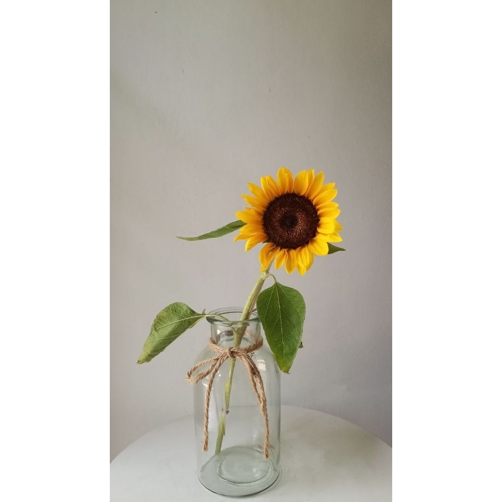 Bunga matahari asli 1 tangkai