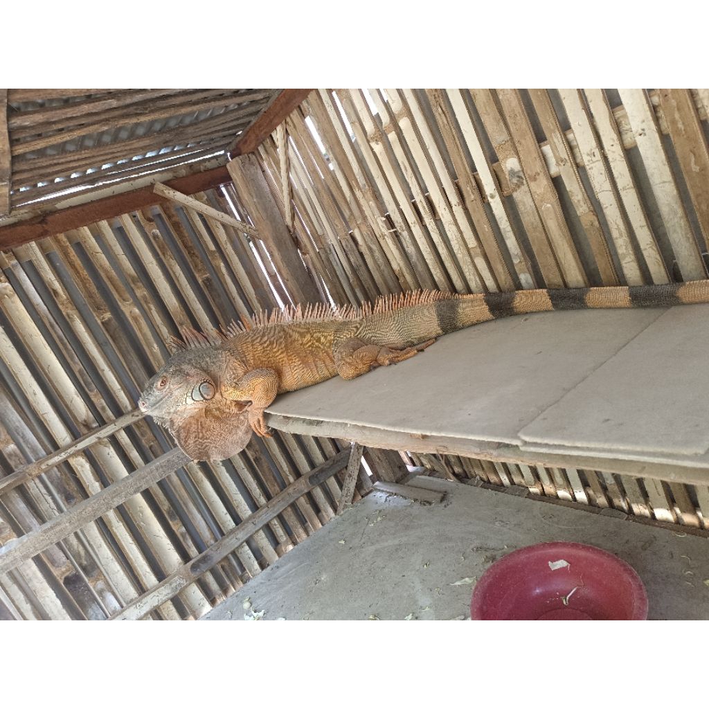 Red Iguana Usia -+ 4Tahun Panjang -+ 170Cm