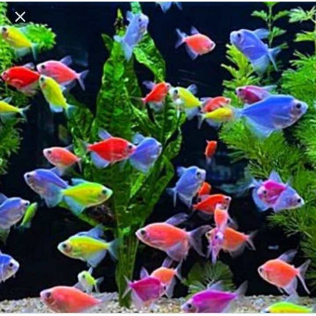 Glowfish Tetra isi 17 ekor
