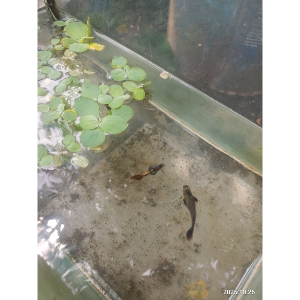 hiasan aquarium ikan Guppy