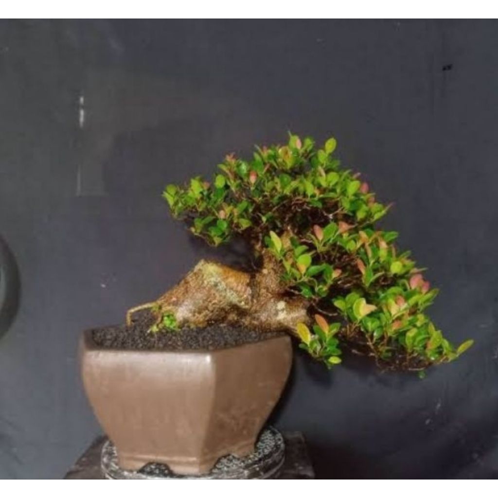 beringin iprik red silver