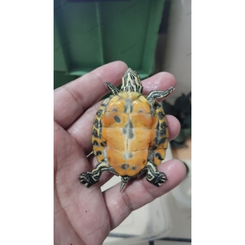 Red Belly Nelsoni/RBN 5 cm pelet