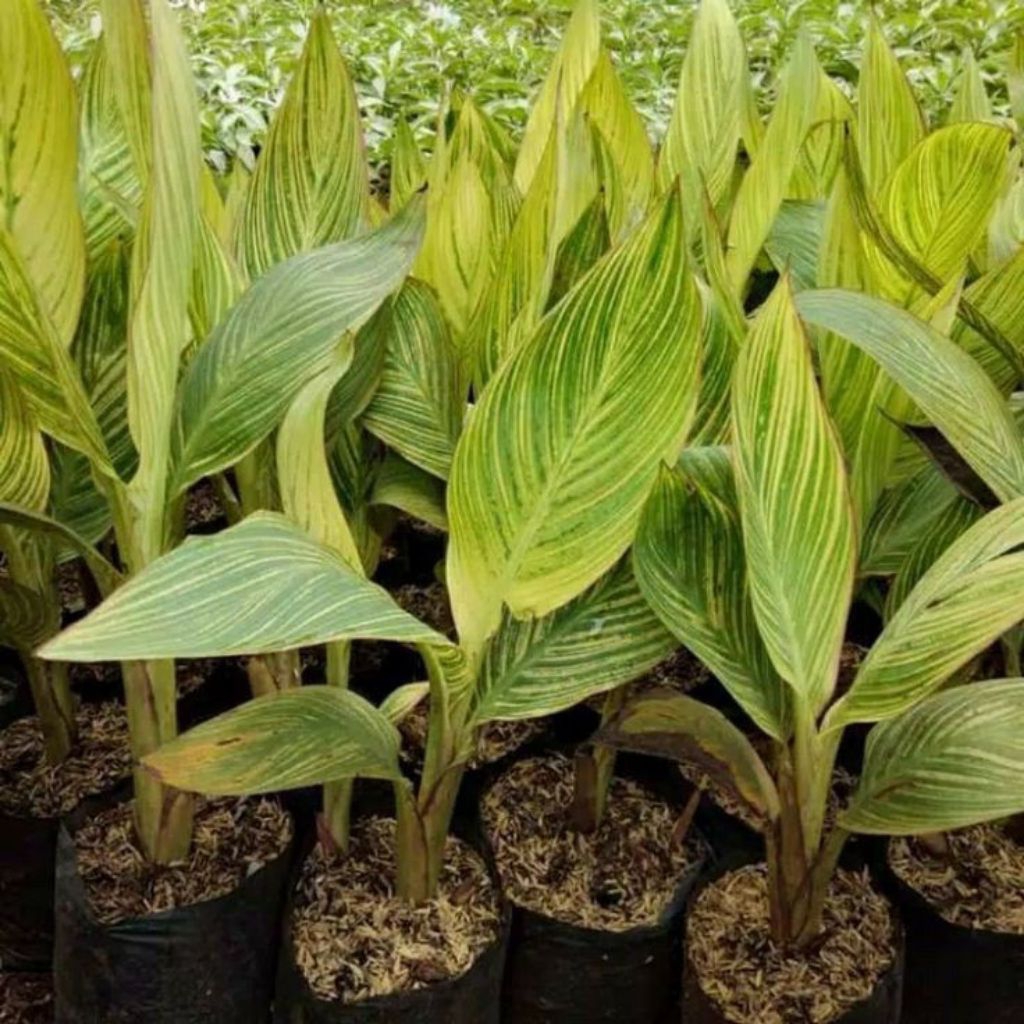 Tanaman hias pisang golden/ pisang-pisangan kuning