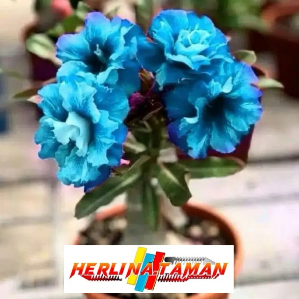TERMURAH TANAMAN HIAS ADENIUM KAMBOJA JEPANG BUNGA TUMPUK WARNA BIRU / DISERT BLUE- ADENIUM BUNGA TU