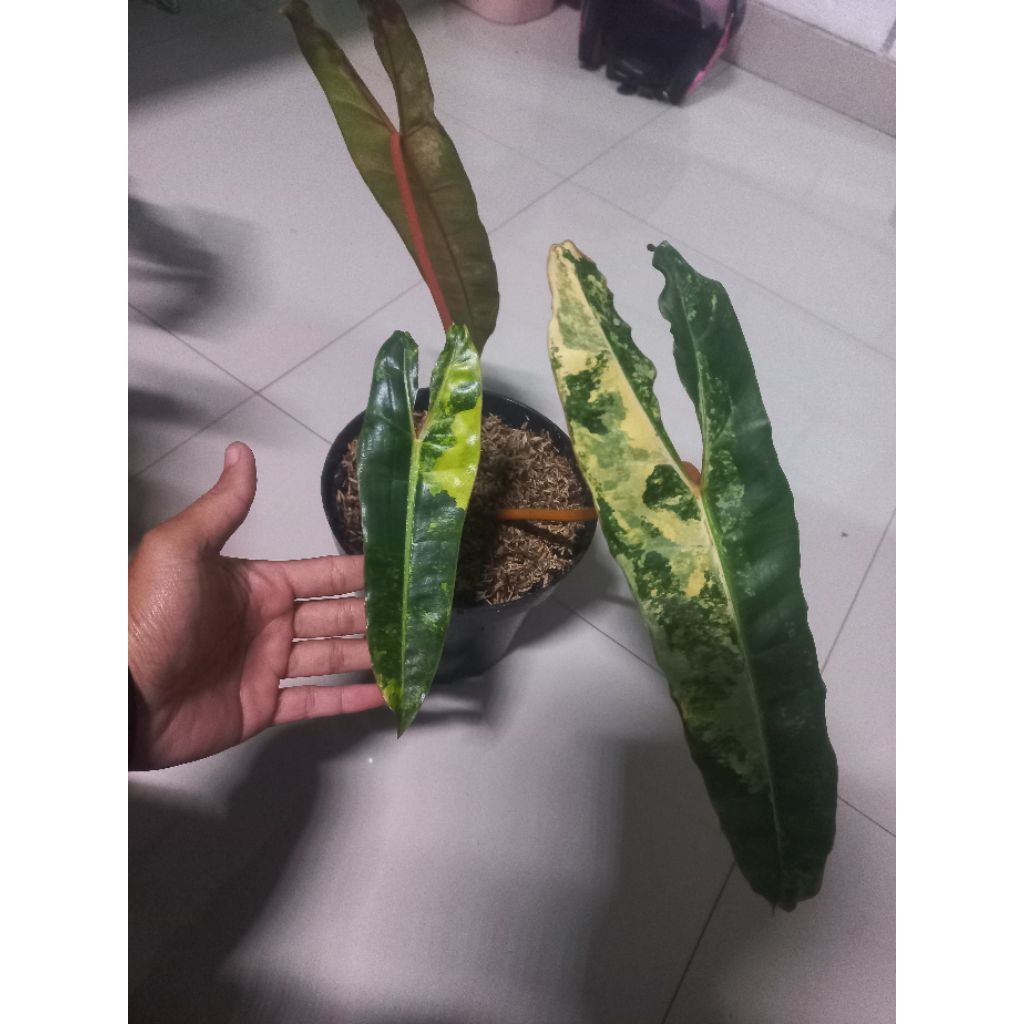 Tanaman Hias Philodendron Kabel Busi Variegata / Philodendron Billietiae Variegata