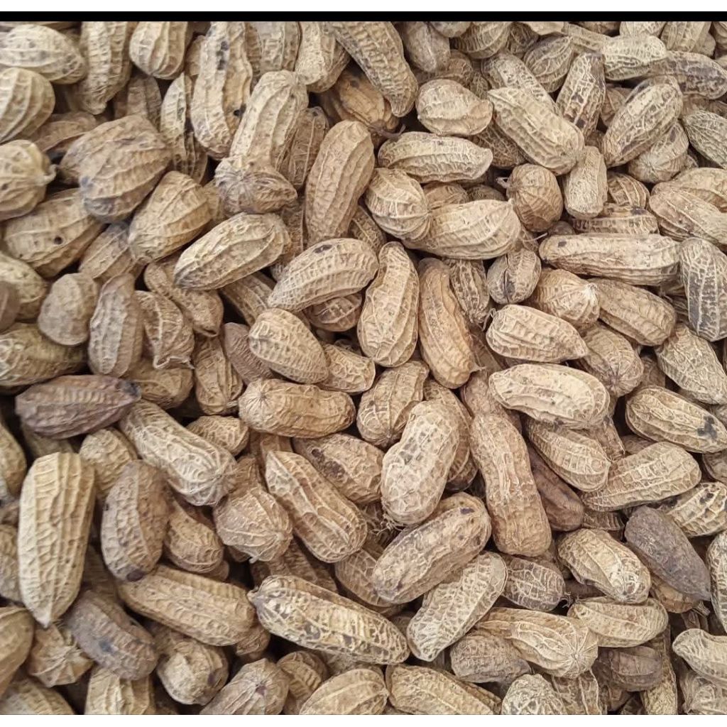 1 Kg Kacang Tanah Oven Asin