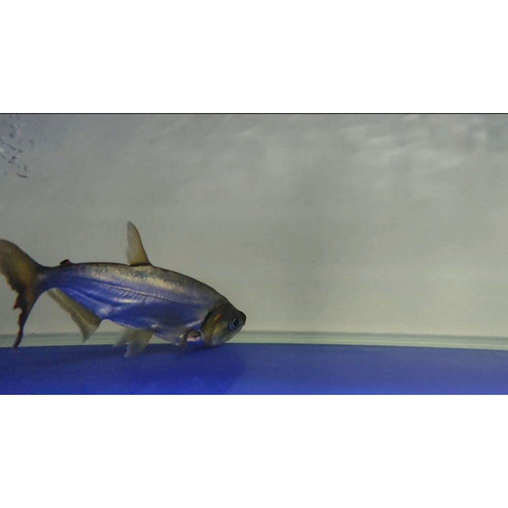 Payara armatus ±30cm