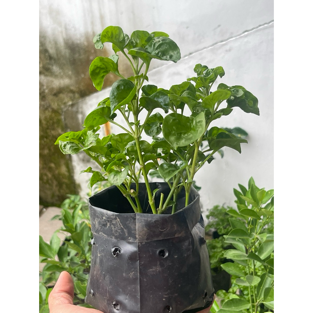 Tanaman Bayam Brazil