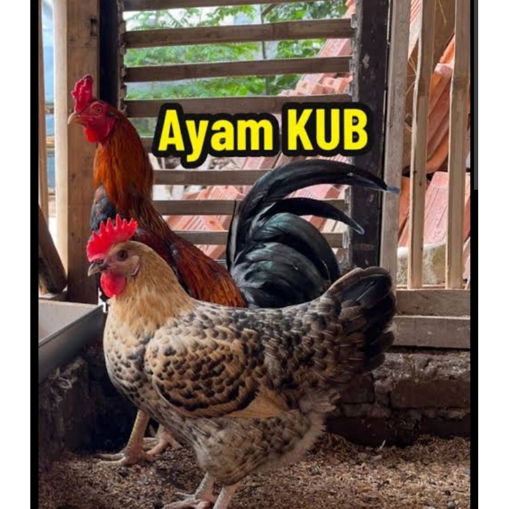 indukan ayam kampung unggul  KUB