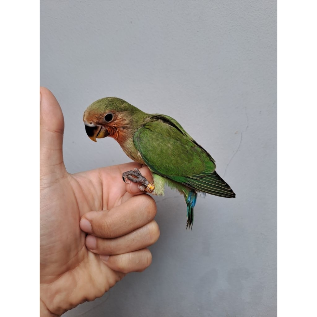 Lovebird Lolohan Nonklep (NK) Dark Green