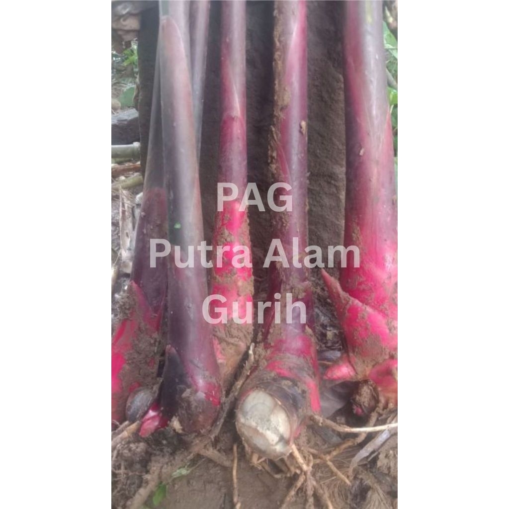 Bibit tanaman combrang merah atau honje laka tinggi