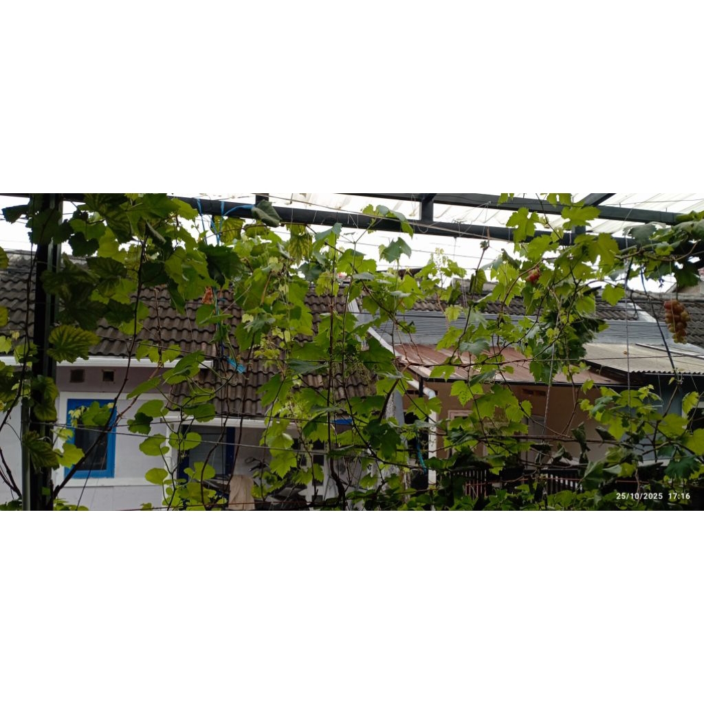 Entres Anggur Jupiter