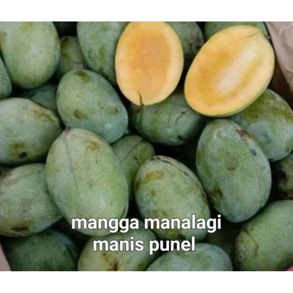 mangga manalagi madu 1kg