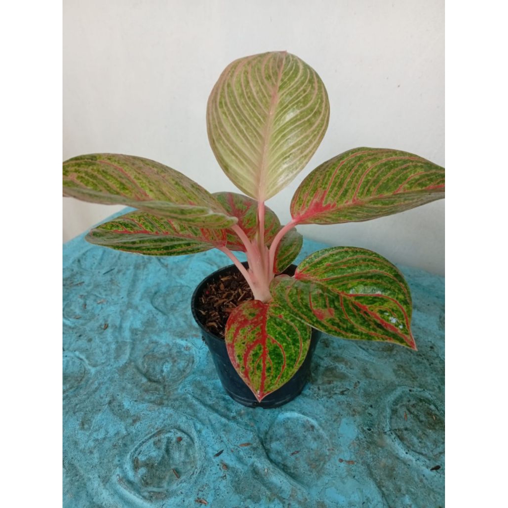 aglaonema Hughes merah