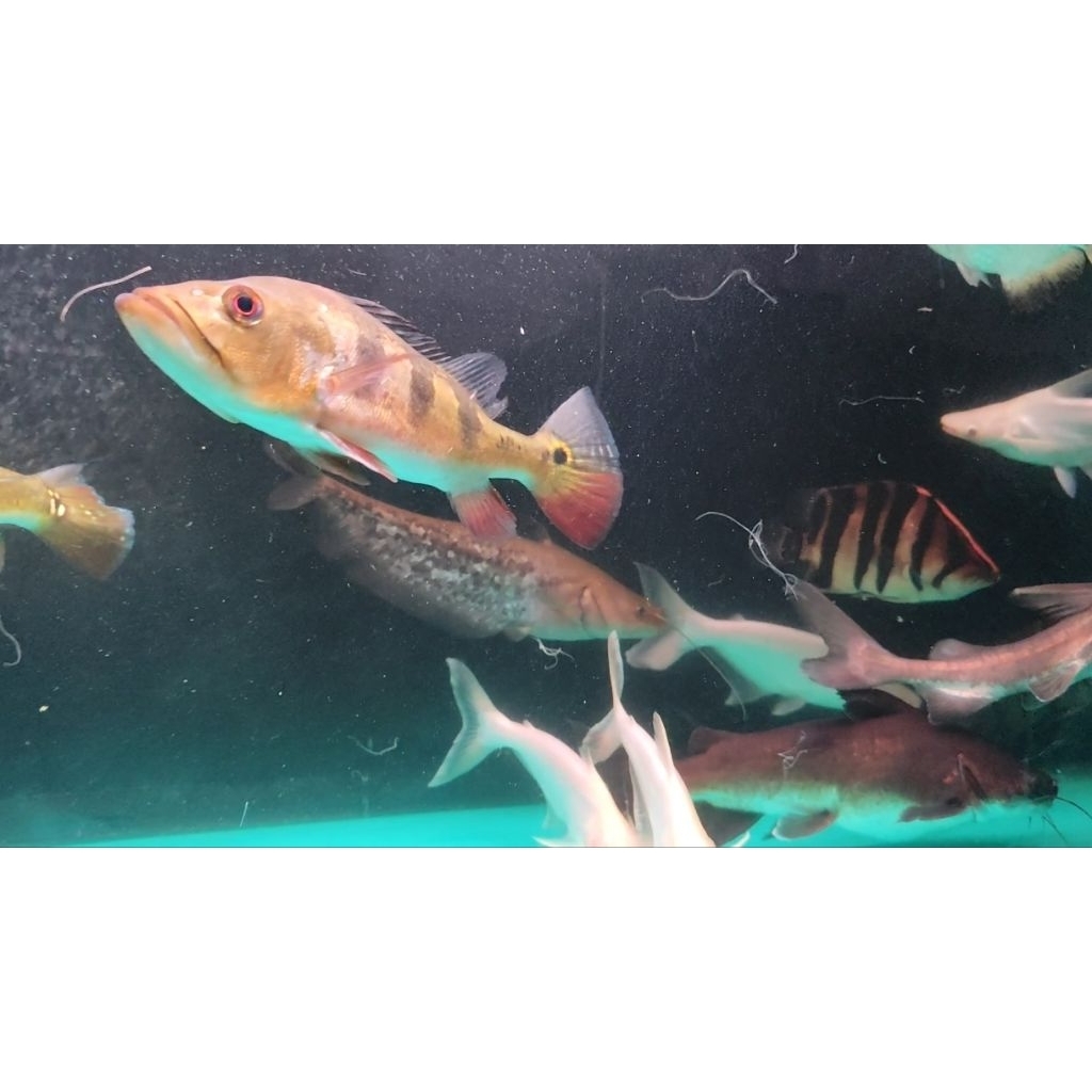 Ikan lele tapah wallago ±23cm