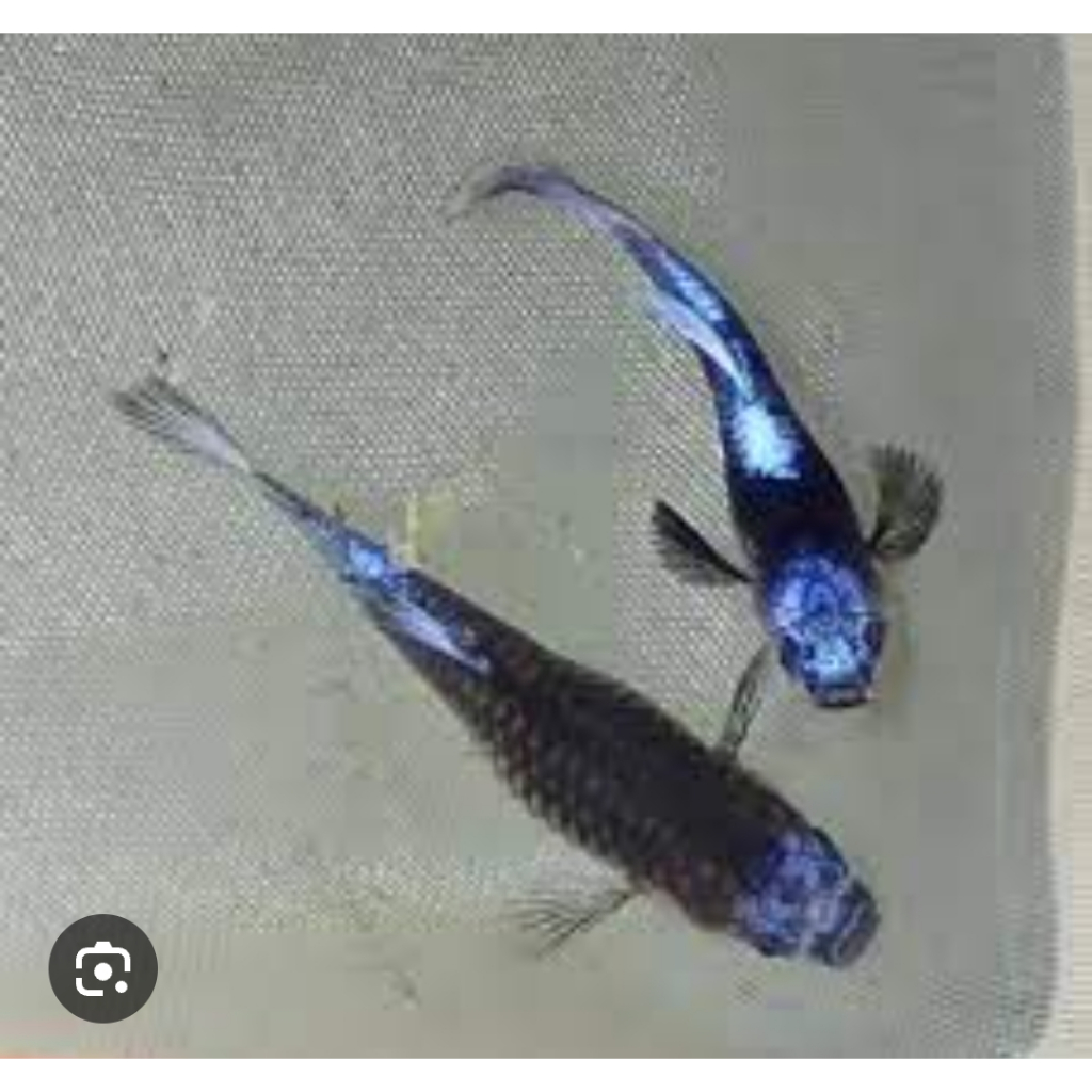 PEMBERSIH KACA BAHAN GUPPY BLUE KOI SB || GRADE SUPER|| ORI GEN BLUE KOI SB || TERMURAH