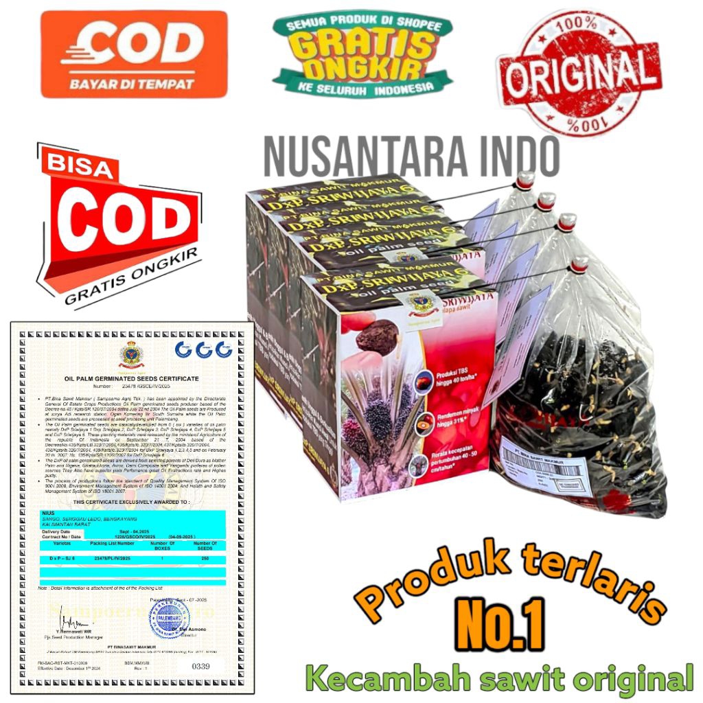 Bibit Benih Kecambah sawit Sriwijaya 6 ORIGINAL bersertifikat resmi 250 butir