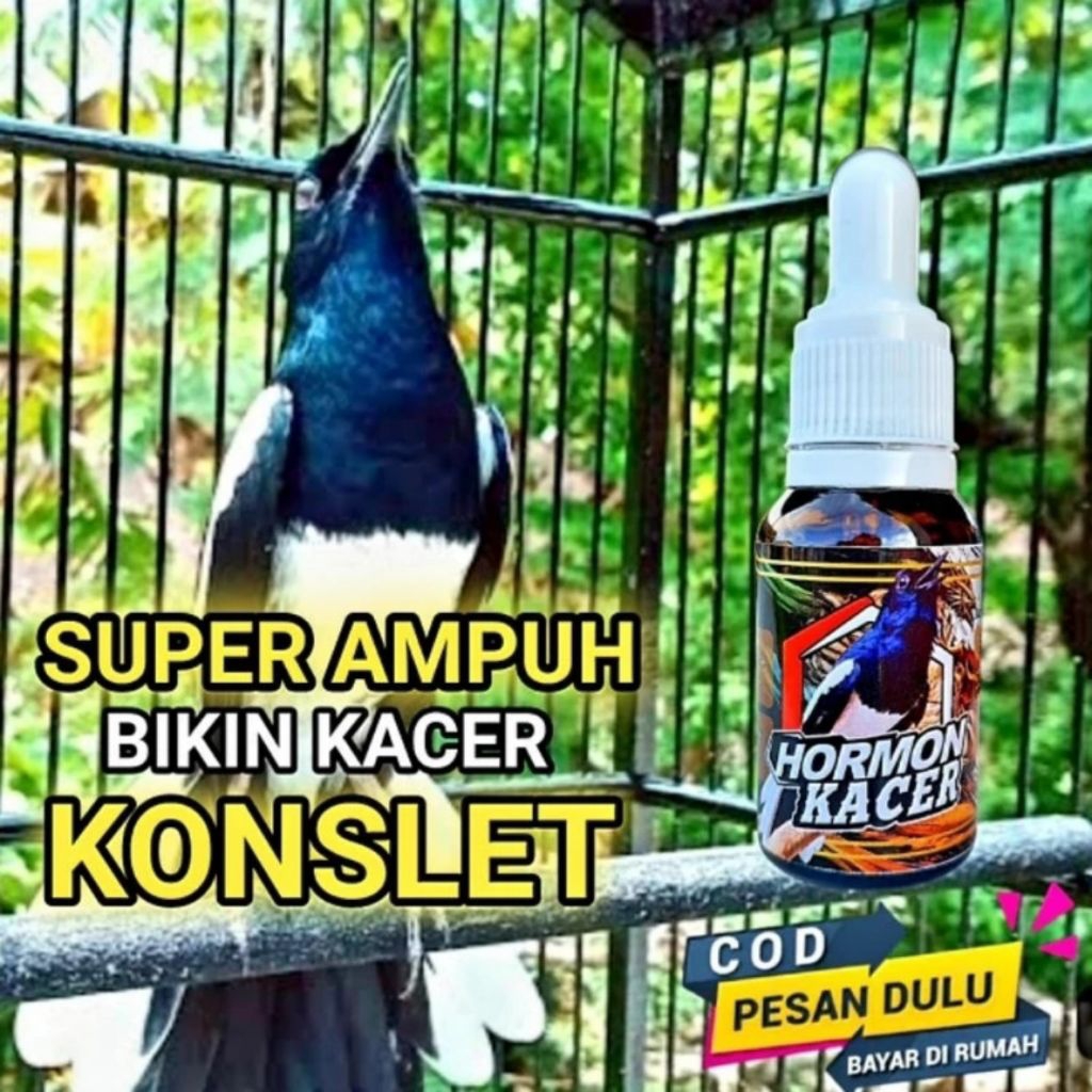 HORMON KACER VITAMIN AMPUH PENGGACOR KACER TERCEPAT BIKIN KACER KONSLET BUKA EKOR