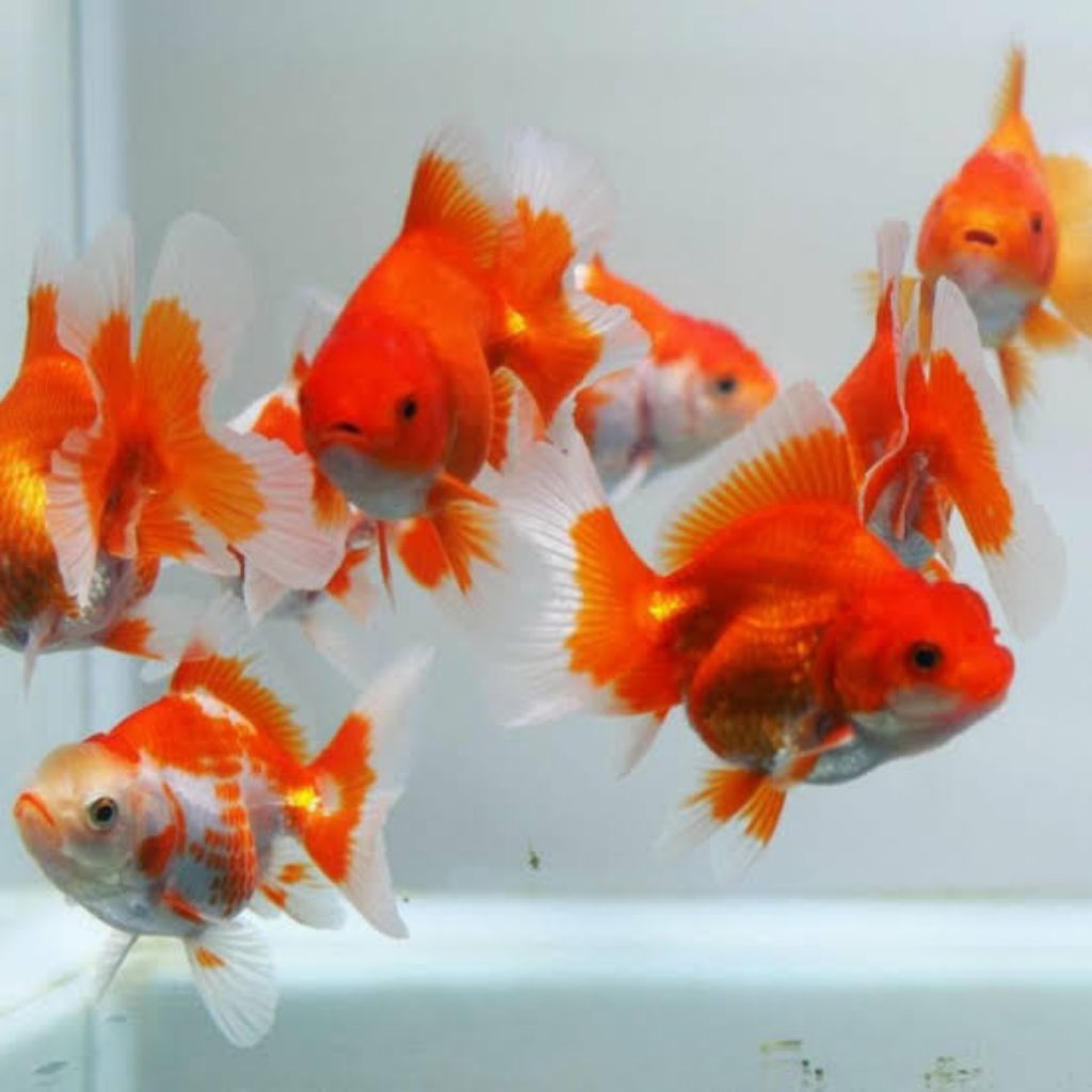 IKAN BABY KOKI ORANDA