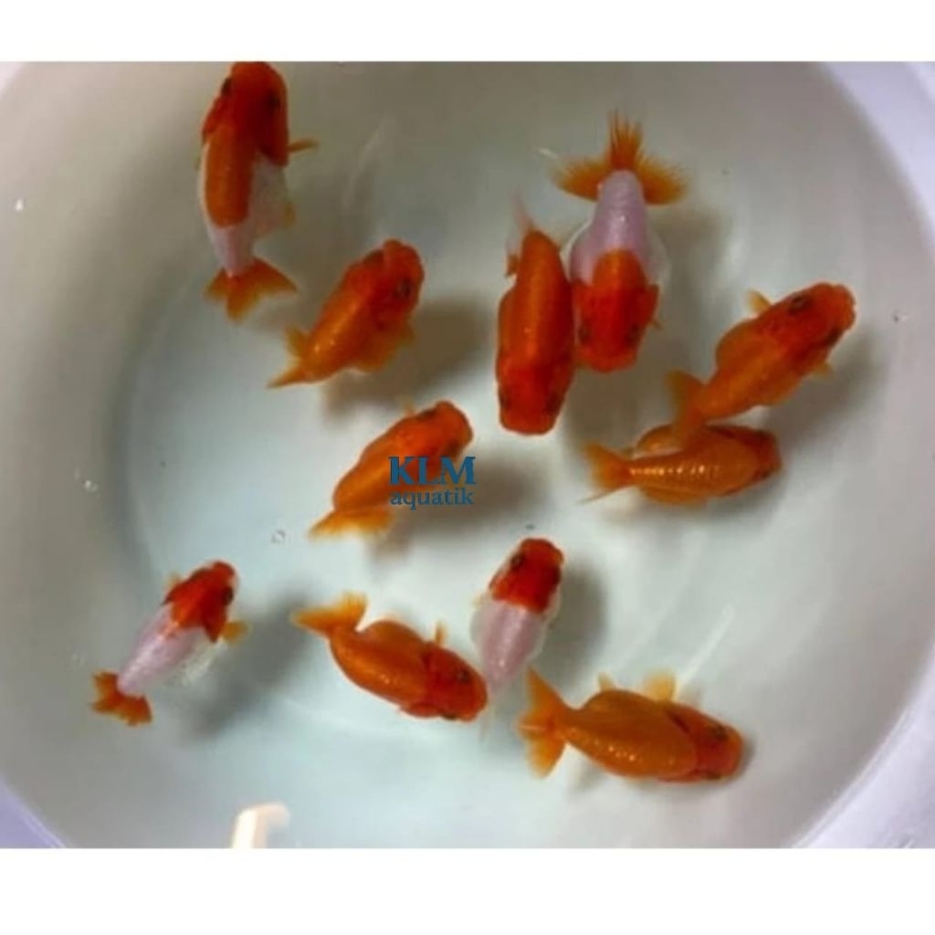 promo 4kuki rancu rw Merah putih free pelet bergaransi