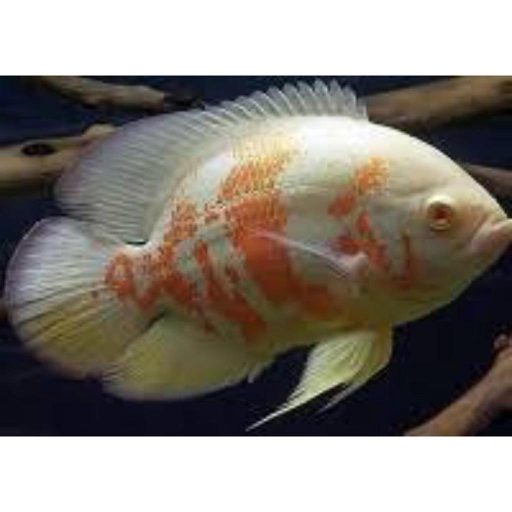 Oscar Tiger Albino size 20 cm